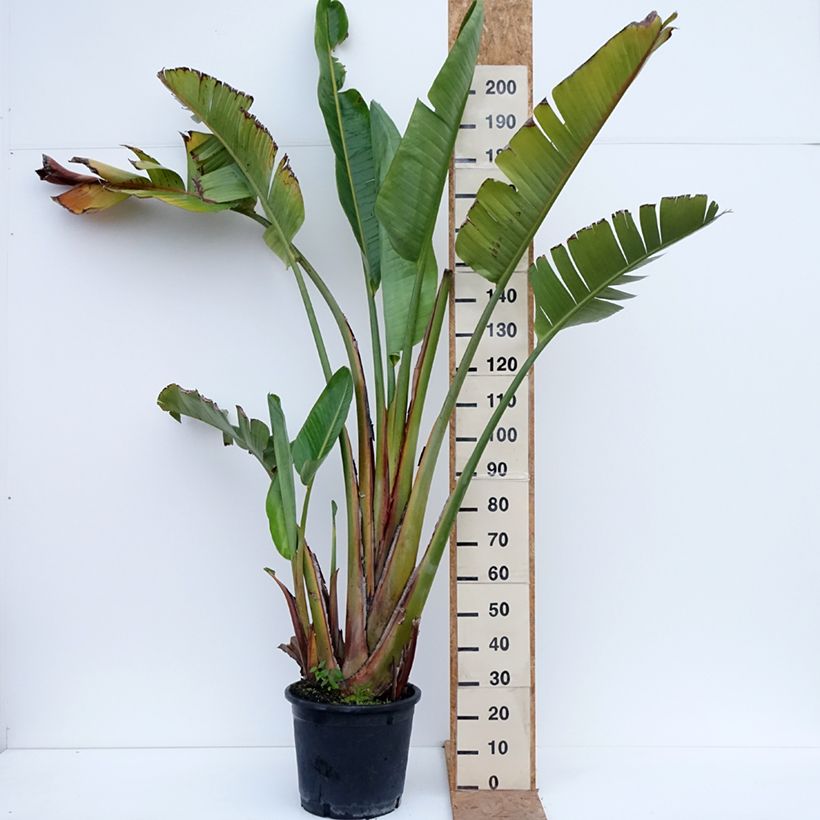 Exemplar von Strelitzia augusta Topf mit 30L/35L wie im Herbst geliefert