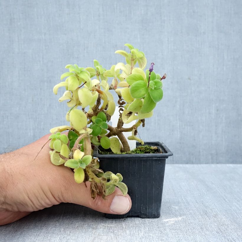 Exemplar von Streptocarpus saxorum Purple - Drehfrucht Kleine Töpfe von 8/9 cm wie im Herbst geliefert
