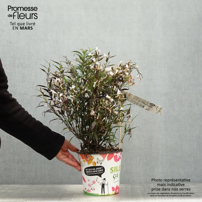 Exemplar von Strobilanthes anisophylla Brunetthy - Zapfenblume Topf mit 3L/4L wie im Frühjahr geliefert