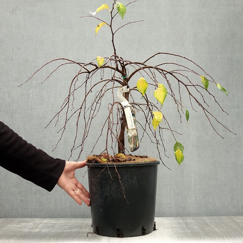 Exemplar von Japanische Storaxbaum Fragrant Fountain - Styrax japonica Topf mit 12L/15L wie im Herbst geliefert