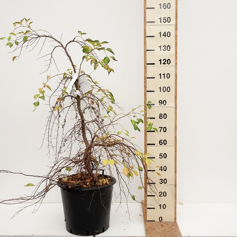 Exemplar von Japanische Storaxbaum Fragrant Fountain - Styrax japonica Topf mit 30L/35L wie im Herbst geliefert