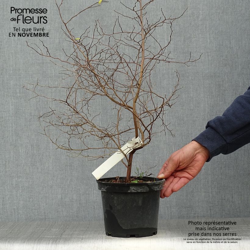 Exemplar von Japanische Storaxbaum - Styrax japonica Topf mit 3L/4L wie im Herbst geliefert