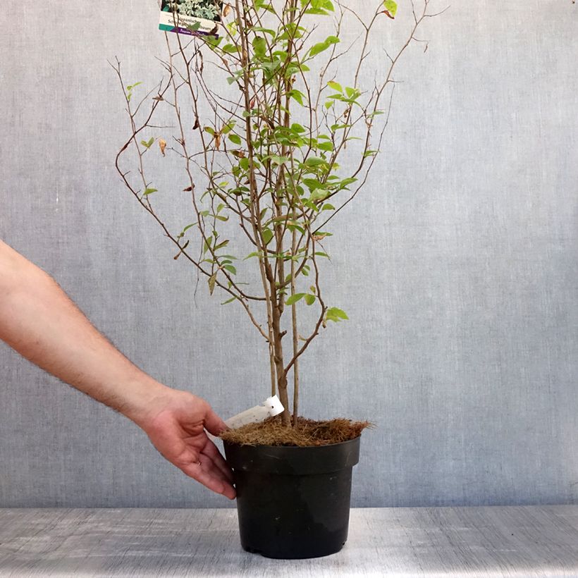 Exemplar von Japanische Storaxbaum - Styrax japonica Topf mit 3L/4L wie im Sommer geliefert