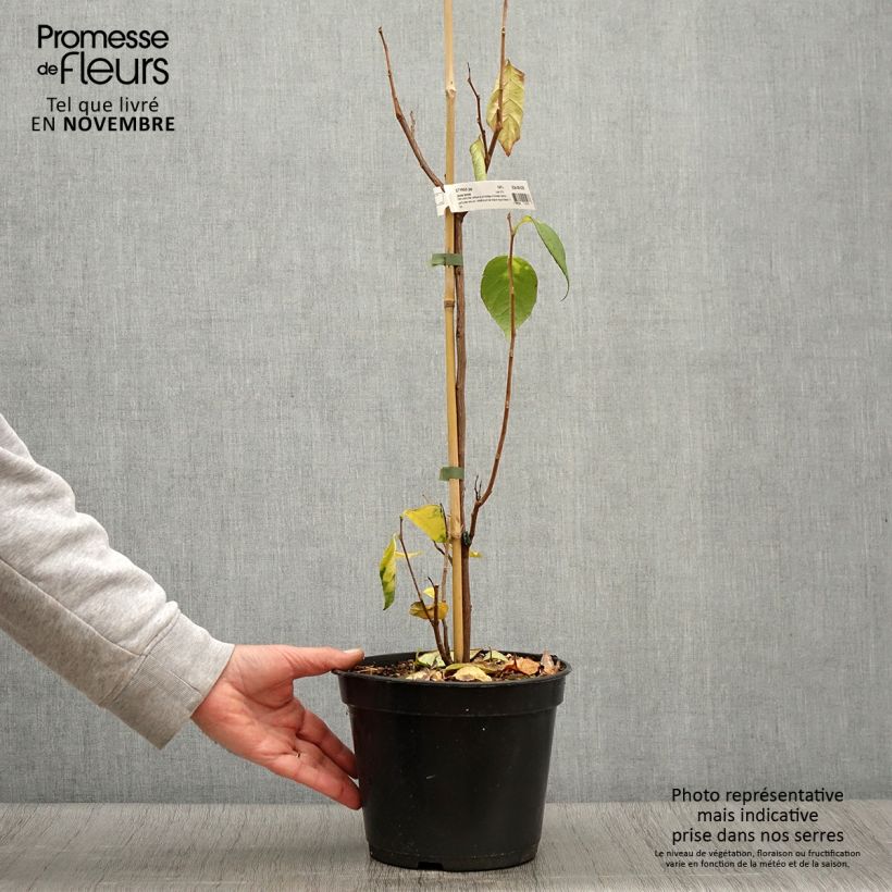 Exemplar von Japanische Storaxbaum June snow - Styrax japonica Topf mit 3L/4L wie im Herbst geliefert