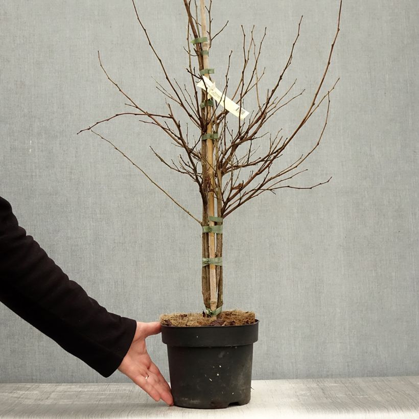 Exemplar von Japanische Storaxbaum Snowfall - Styrax japonica Topf mit 4L/5L wie im Herbst geliefert