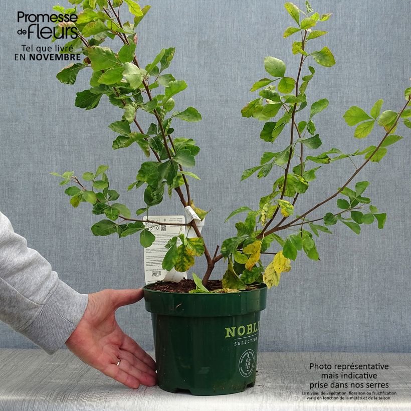 Exemplar von Rhus aromatica Gro-Low - Duftende Sumach Topf mit 3L/4L wie im Herbst geliefert