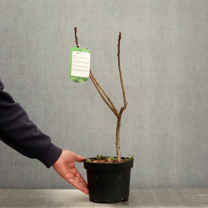 Exemplar von Rhus typhina Dissecta - Essigbaum Topf mit 3L/4L wie im Frühjahr geliefert