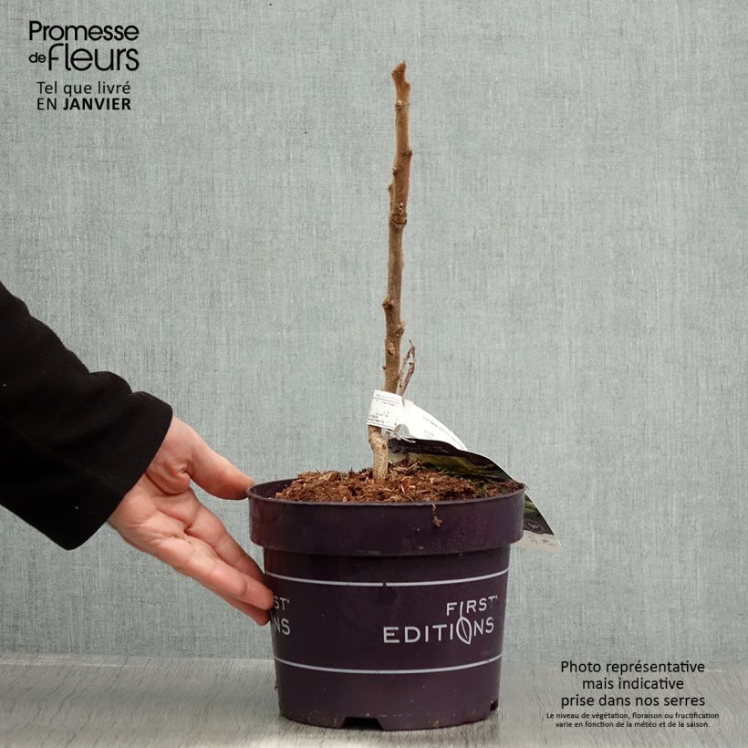 Exemplar von Rhus typhina Tiger Eyes - Essigbaum Topf mit 3L/4L wie im Winter geliefert