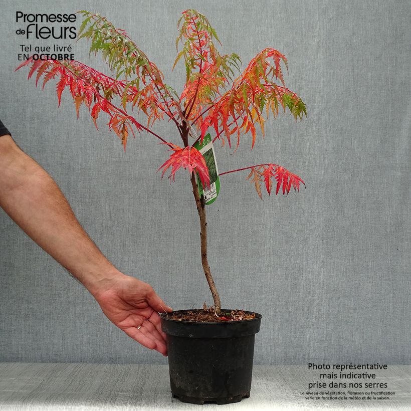 Exemplar von Rhus glabra Laciniata - Scharlach-Sumach Topf mit 3L/4L wie im Herbst geliefert