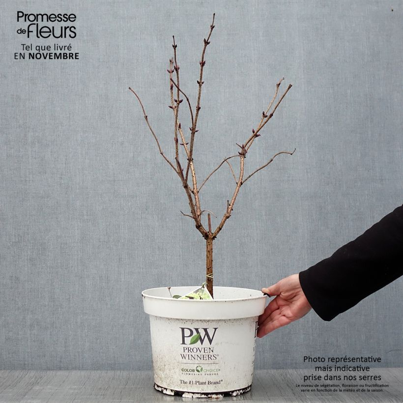 Exemplar von Trauben-Holunder Lemony Lace - Sambucus racemosa Topf mit 7,5L/10L wie im Herbst geliefert