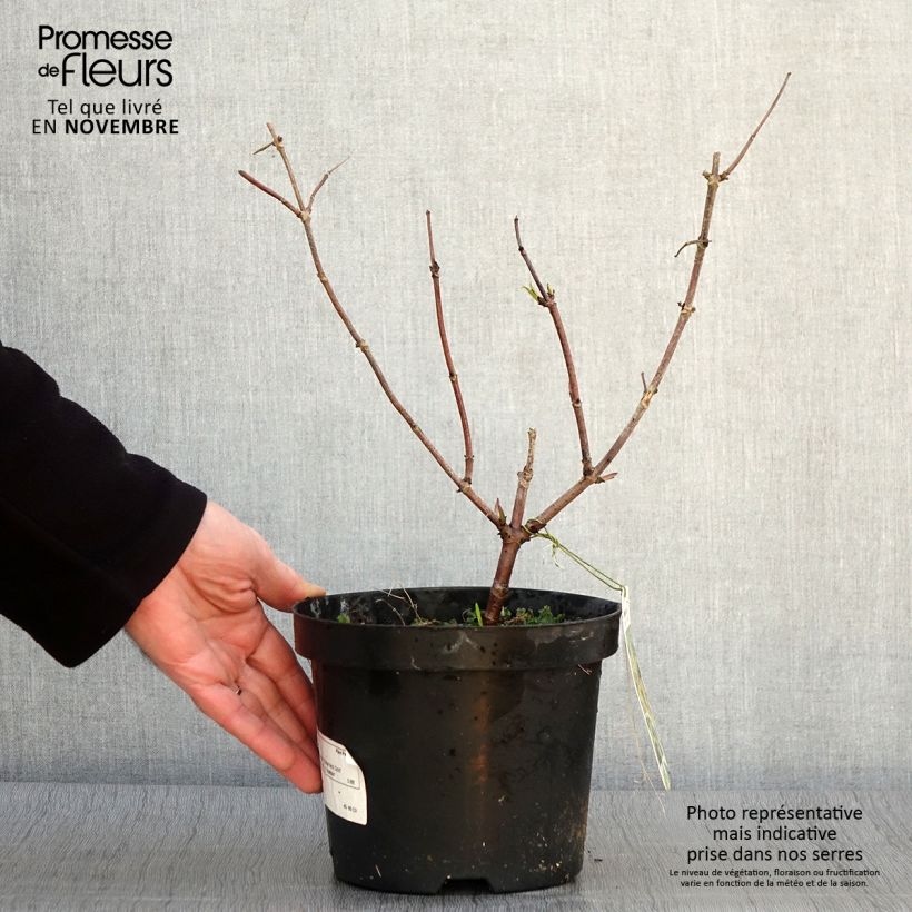 Exemplar von Trauben-Holunder Sutherland Gold - Sambucus racemosa Topf mit 2L/3L wie im Herbst geliefert