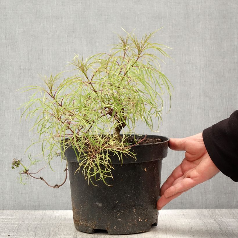 Exemplar von Trauben-Holunder Tenuifolia - Sambucus racemosa Topf mit 4L/5L wie im Frühjahr geliefert