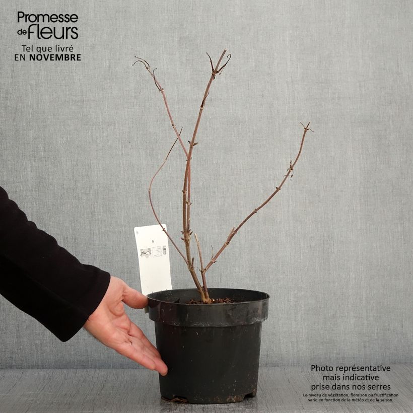 Exemplar von Trauben-Holunder Welsh Gold - Sambucus racemosa Topf mit 3L/4L wie im Herbst geliefert