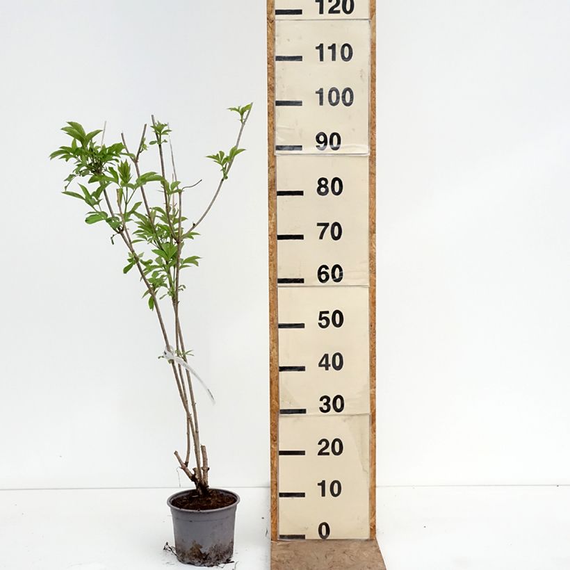 Exemplar von Schwarzer Holunder Aurea - Sambucus nigra Topf mit 2L/3L wie im Frühjahr geliefert