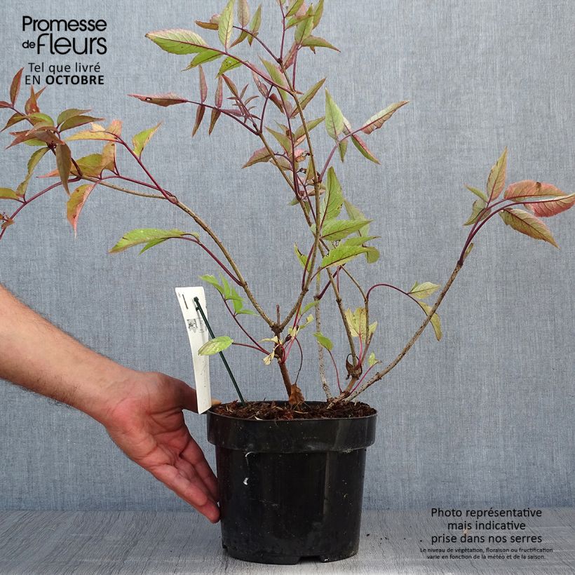 Exemplar von Schwarzer Holunder Black Beauty - Sambucus nigra Topf mit 2L/3L wie im Herbst geliefert