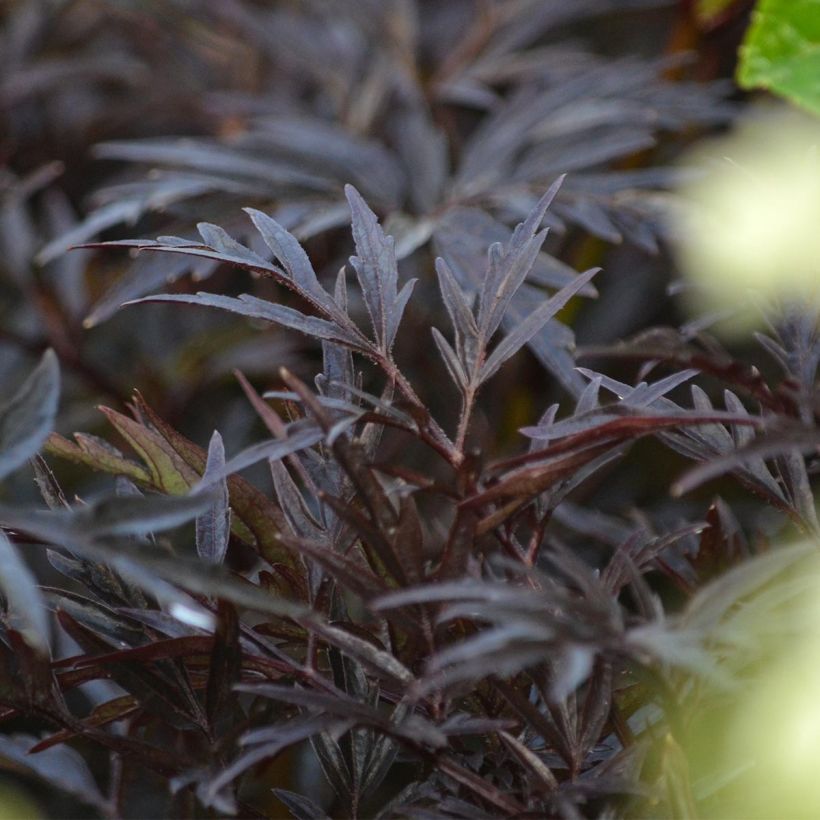 Schwarzer Holunder Black Lace - Sambucus nigra (Laub)