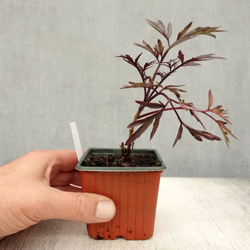 Exemplar von Schwarzer Holunder Black Lace - Sambucus nigra Kleine Töpfe von 8/9 cm wie im Herbst geliefert