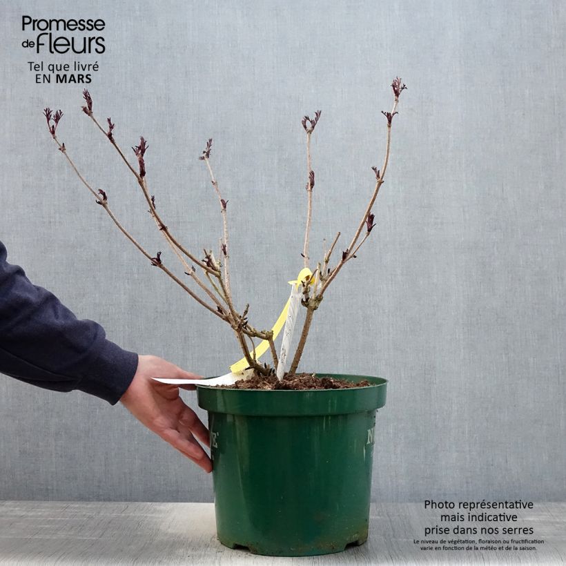 Exemplar von Schwarzer Holunder Black Lace - Sambucus nigra Topf mit 6L/7L wie im Frühjahr geliefert