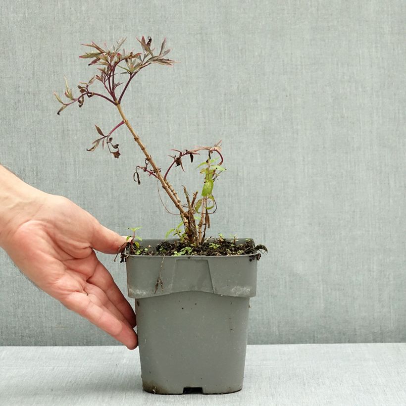 Exemplar von Schwarzer Holunder Cherry Lace - Sambucus nigra Topf mit 2L/3L wie im Herbst geliefert