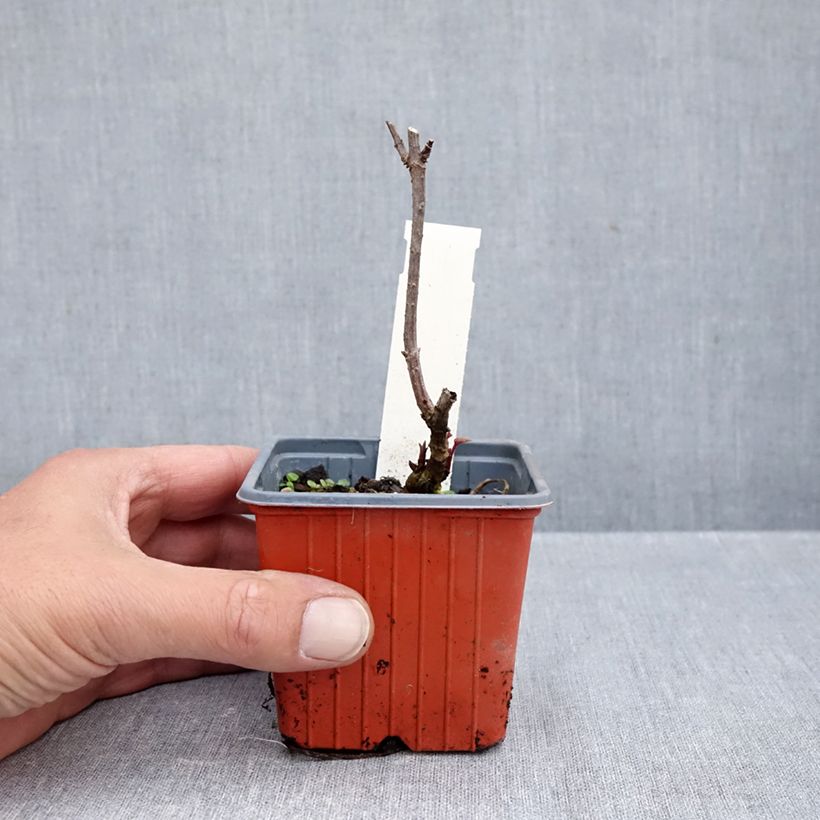 Exemplar von Schwarzer Holunder Golden Spark - Sambucus nigra Kleine Töpfe von 8/9 cm wie im Herbst geliefert