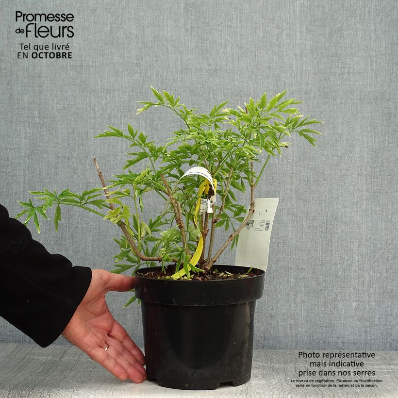 Exemplar von Schwarzer Holunder Golden Tower - Sambucus nigra Topf mit 3L/4L wie im Herbst geliefert
