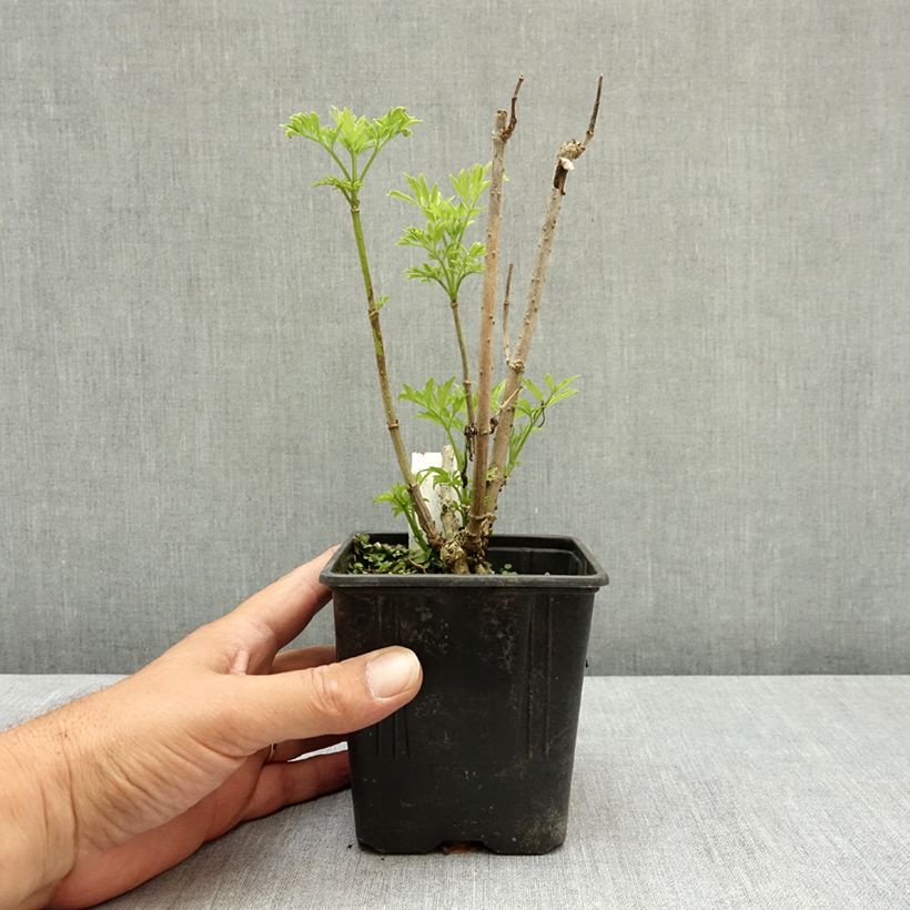 Exemplar von Schwarzer Holunder Golden Tower - Sambucus nigra Topf 12 cm / 13 cm wie im Sommer geliefert
