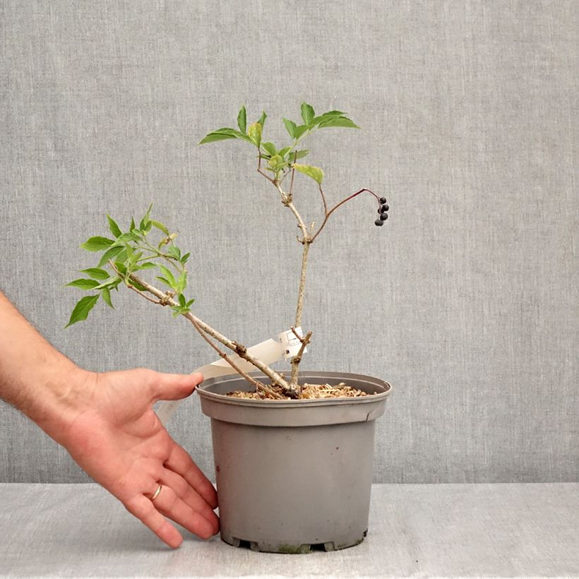 Exemplar von Schwarzer Holunder Haidegg 17 - Sambucus nigra Topf mit 3L/4L, Strauch/Busch, mehrstämmig wie im Sommer geliefert