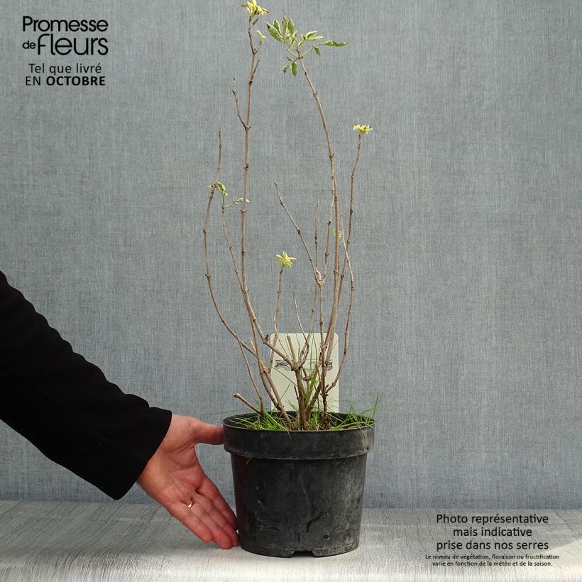 Exemplar von Schwarzer Holunder Madonna - Sambucus nigra Topf mit 3L/4L wie im Herbst geliefert