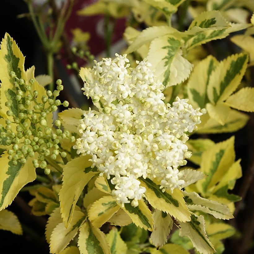 Schwarzer Holunder Madonna - Sambucus nigra (Blüte)
