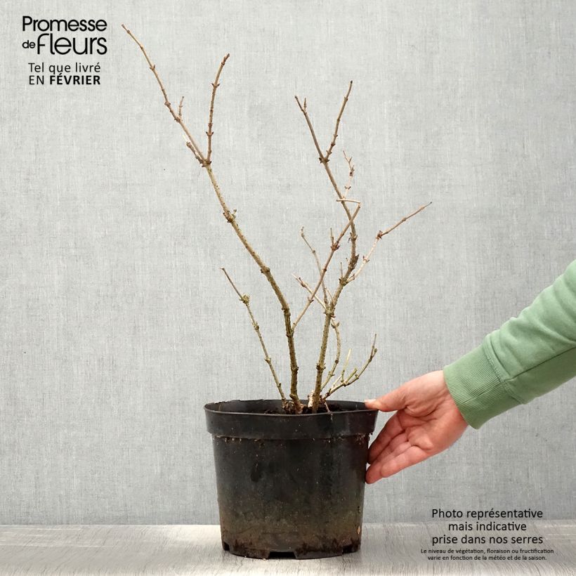 Exemplar von Schwarzer Holunder Marion Bull - Sambucus nigra Topf mit 4L/5L wie im Winter geliefert