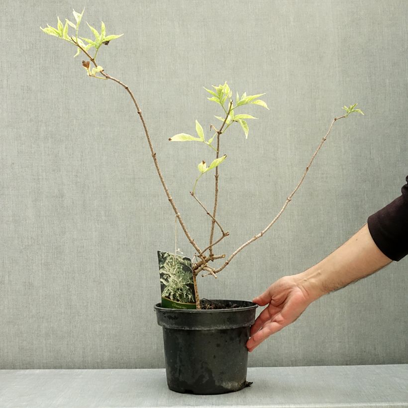 Exemplar von Schwarzer Holunder Pulverulenta - Sambucus nigra Topf mit 3L/4L wie im Herbst geliefert