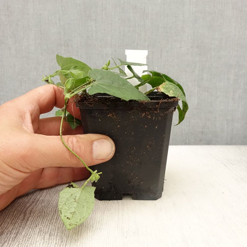 Exemplar von Thunbergia alata Tangerine Slice Kleine Töpfe von 8/9 cm wie im Frühjahr geliefert