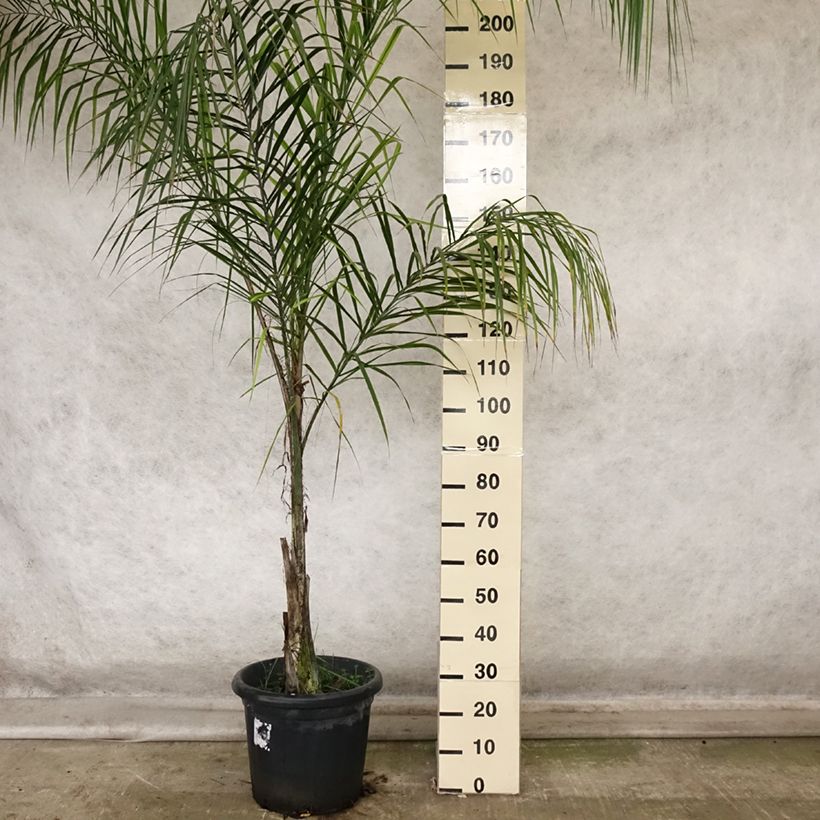 Exemplar von Königin-Palme - Syagrus romanzoffiana Topf mit 20L/25L wie im Herbst geliefert
