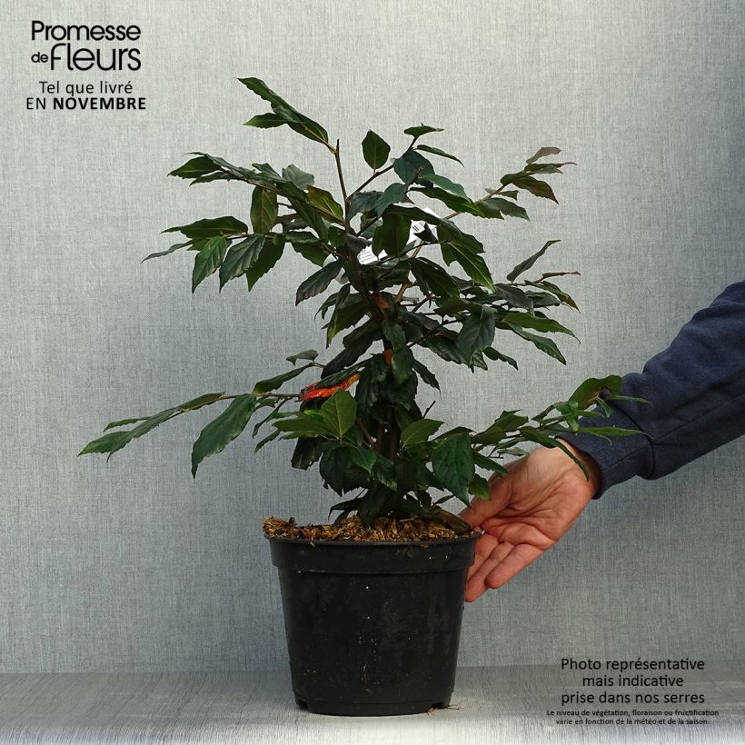 Exemplar von Strauch-Eisenholzbaum Purple Haze - Sycoparrotia semidecidua Topf mit 4L/5L wie im Herbst geliefert