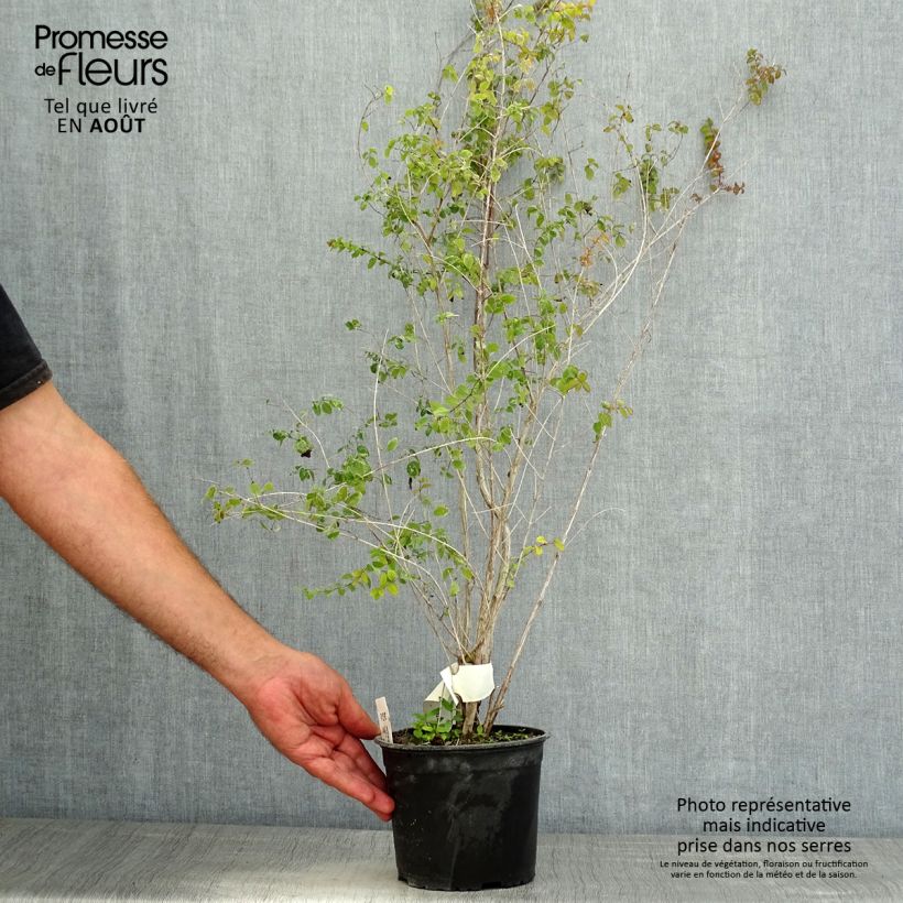 Exemplar von Schneebeere - Symphoricarpos chenaultii Topf mit 2L/3L wie im Sommer geliefert