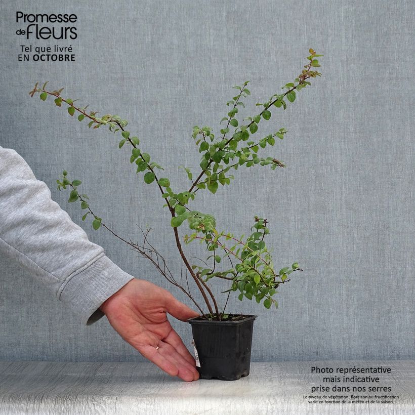 Exemplar von Schneebeere Hancock - Symphoricarpos chenaultii Kleine Töpfe von 8/9 cm wie im Herbst geliefert