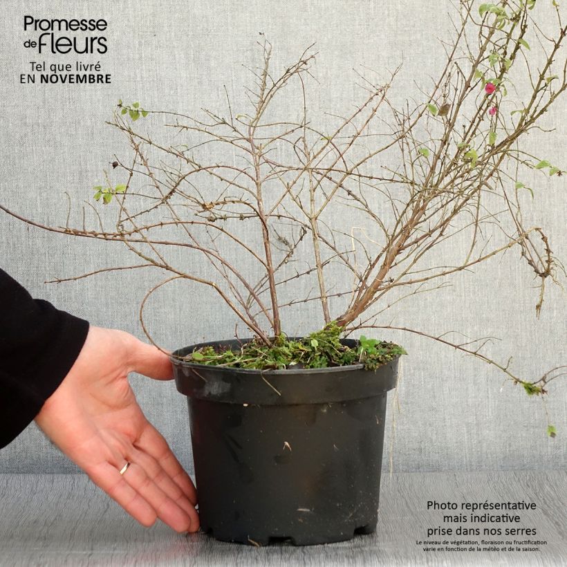 Exemplar von Schneebeere Hancock - Symphoricarpos chenaultii Topf mit 2L/3L wie im Herbst geliefert