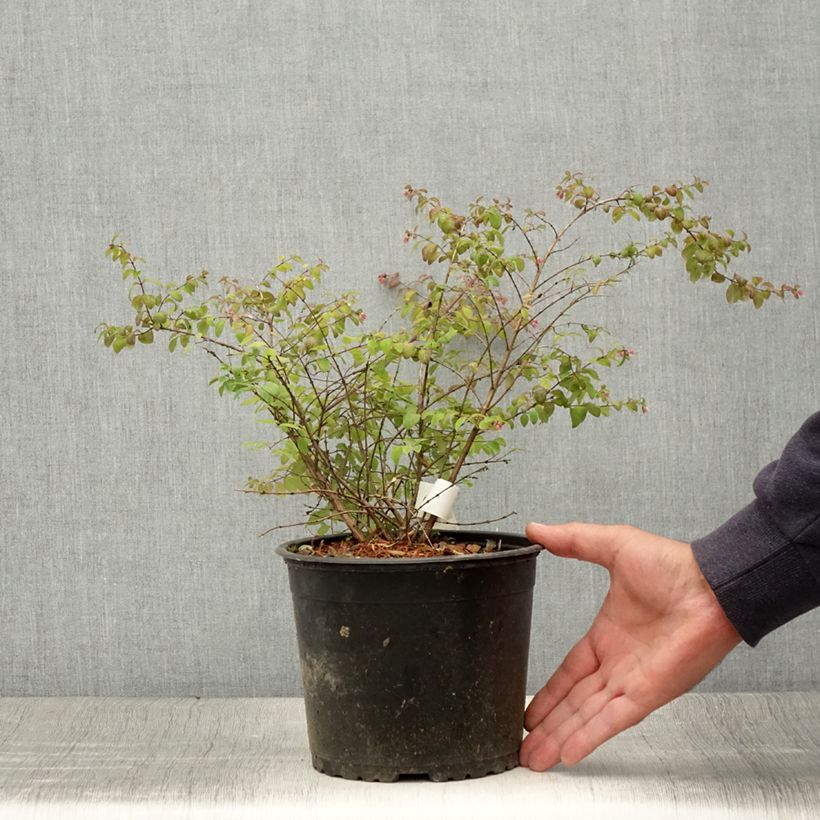 Exemplar von Schneebeere Hancock - Symphoricarpos chenaultii Topf mit 2L/3L wie im Sommer geliefert