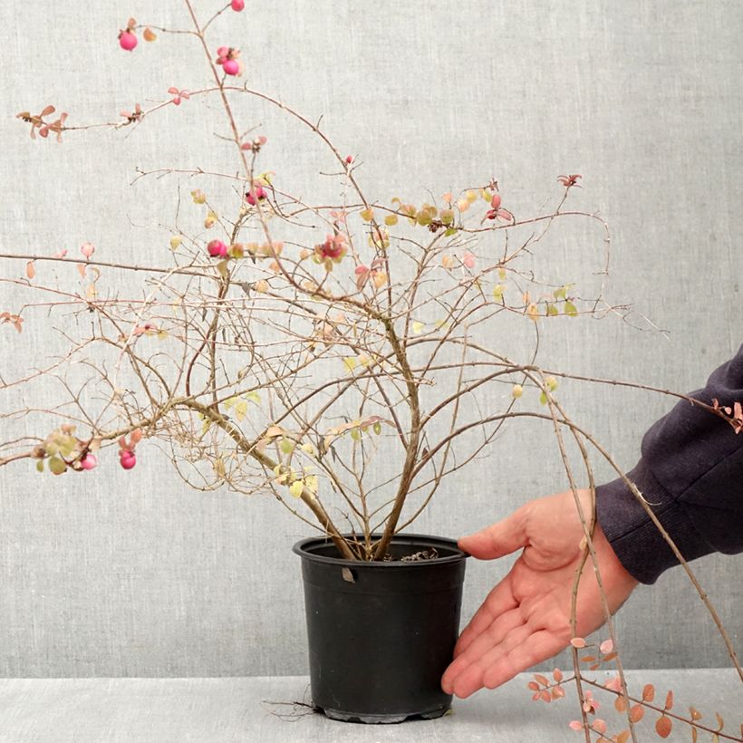 Exemplar von Schneebeere Hancock - Symphoricarpos chenaultii Topf mit 1L/1,5L wie im Herbst geliefert