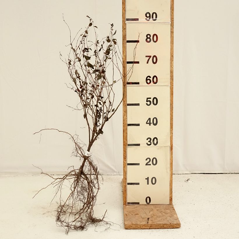 Exemplar von Gewöhnliche Schneebeere - Symphoricarpos albus Wurzelnackt wie im Winter geliefert