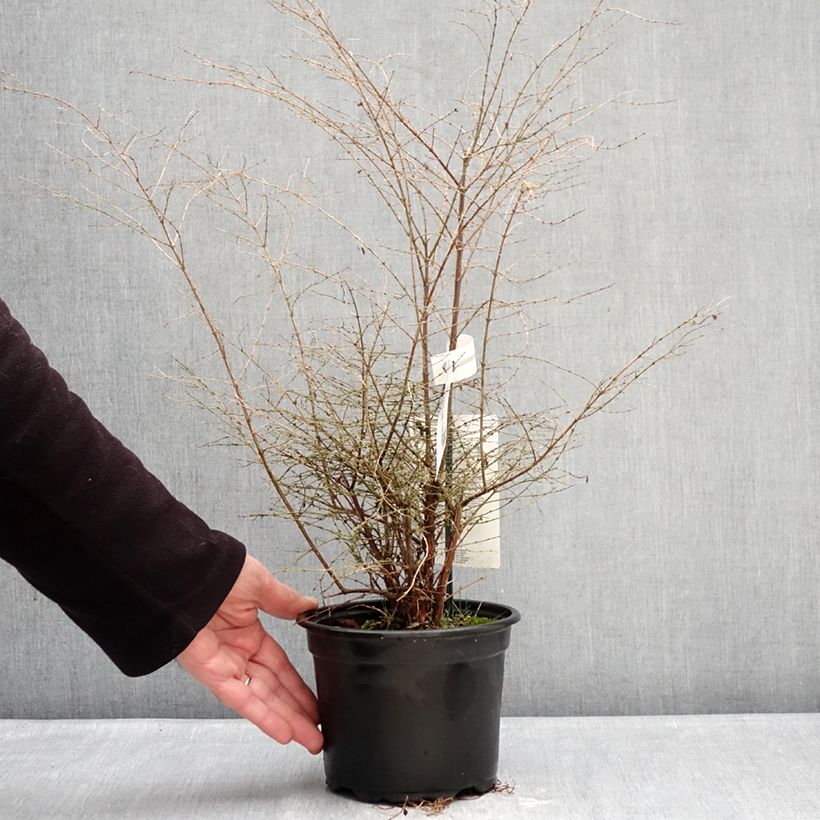 Exemplar von Schneebeere Fiesta Berry - Symphorycarpos chenaultii Topf mit 2L/3L wie im Winter geliefert