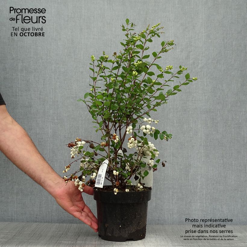 Exemplar von Schneebeere Magical Galaxy - Symphoricarpos Topf mit 3L/4L wie im Herbst geliefert
