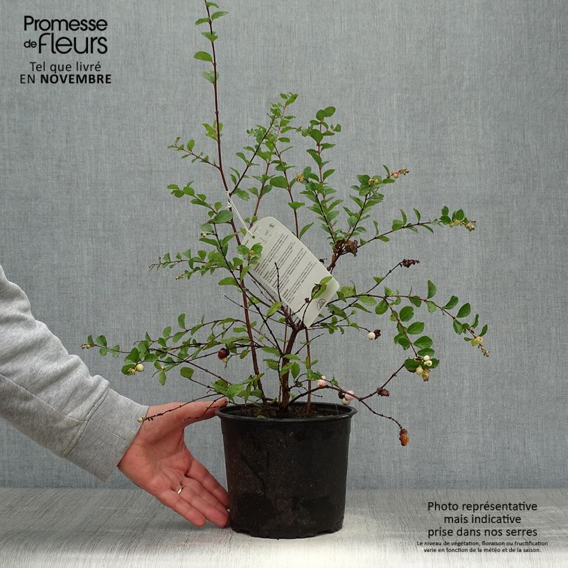 Exemplar von Amethystbeere Mother Of Pearl - Symphoricarpos Topf mit 2L/3L wie im Herbst geliefert