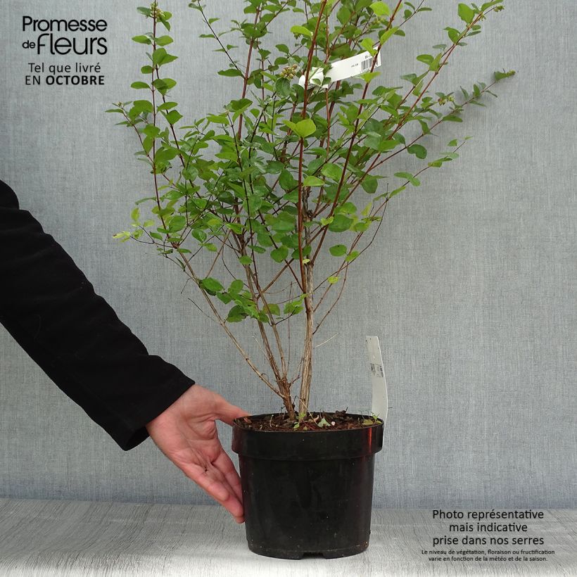 Exemplar von Amethystbeere Amethyst - Symphoricarpos Topf mit 2L/3L wie im Herbst geliefert