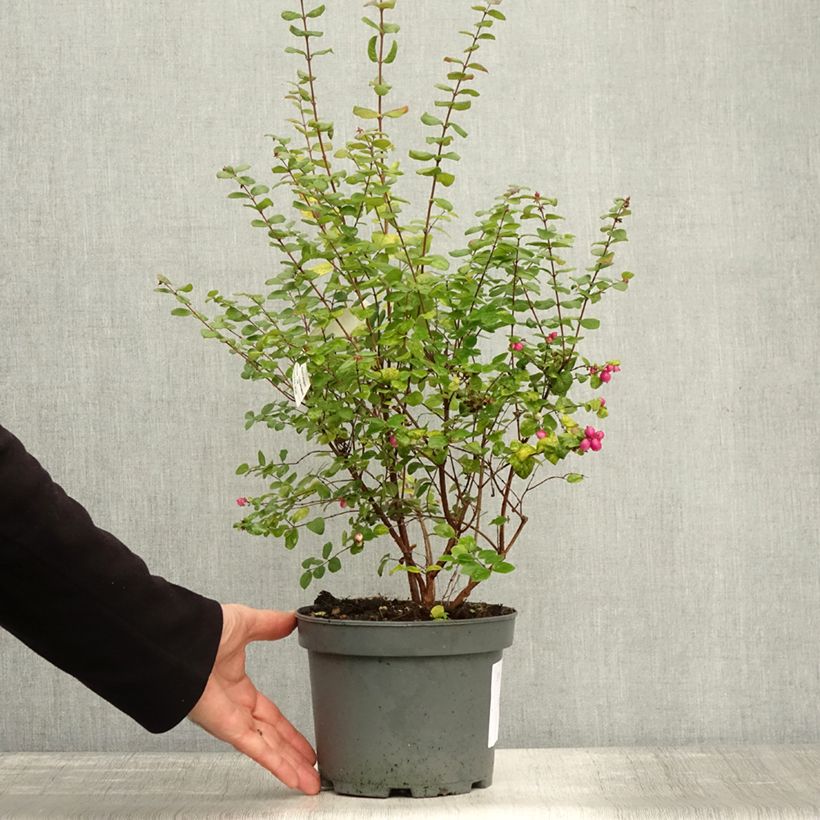 Exemplar von Amethystbeere Magic Berry - Symphoricarpos Topf mit 2L/3L wie im Herbst geliefert