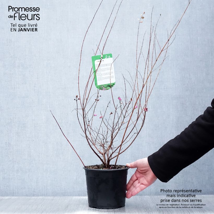 Exemplar von Amethystbeere Magic Berry - Symphoricarpos Topf mit 2L/3L wie im Winter geliefert