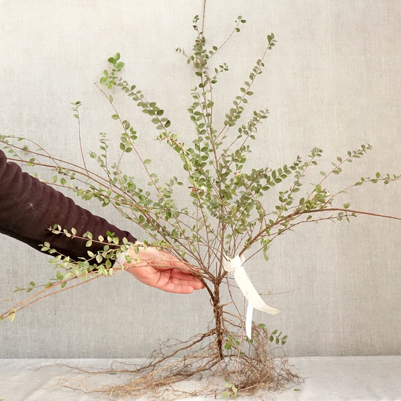 Exemplar von Schneebeere White Hedge - Symphoricarpos Wurzelnackt wie im Winter geliefert