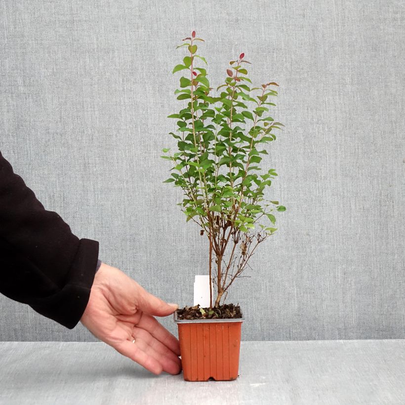 Exemplar von Amethystbeere Magical Berry Christmas - Symphoricarpos Kleine Töpfe von 8/9 cm wie im Herbst geliefert