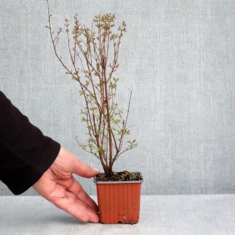 Exemplar von Amethystbeere Magical Berry Christmas - Symphoricarpos Kleine Töpfe von 8/9 cm wie im Frühjahr geliefert