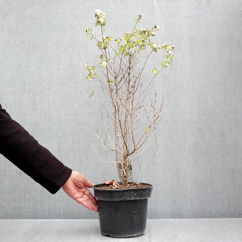 Exemplar von Korallenbeere Symphony Rave - Symphoricarpos orbiculatus Topf mit 4L/5L wie im Herbst geliefert